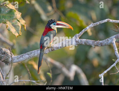 Curl - Pteroglossus Aracari à beauharnaesii Banque D'Images