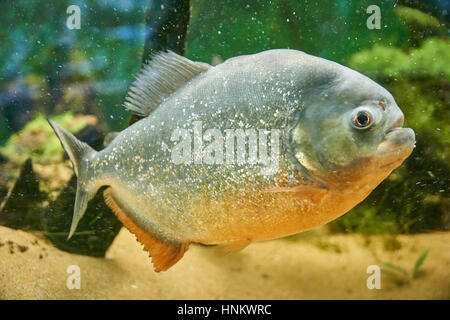 Côté poisson Piranha view close up Banque D'Images