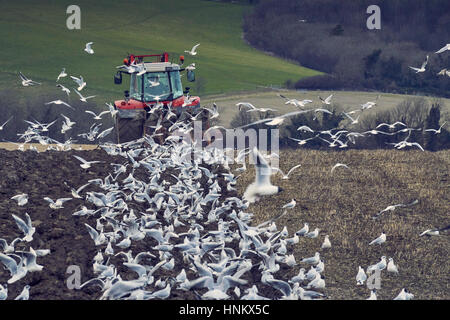 Un tracteur agricole labourer un champ en automne surrouned par nourrir les mouettes Banque D'Images