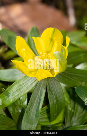 La fin de l'hiver fleur d'une fertile, forme semi-double de l'aconit d'hiver, Eranthis hyemalis Banque D'Images