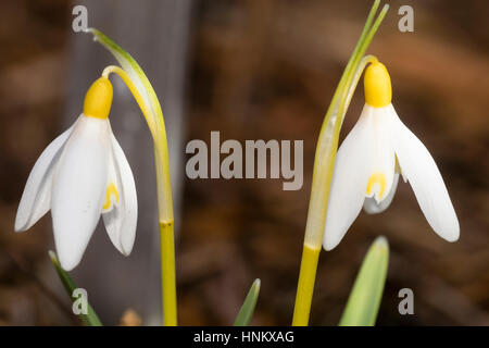 Ovaire jaune et d'un marquage de la fin de l'hiver, la floraison snowdrop Galanthus nivalis Sandersii Group 'blanche' Banque D'Images