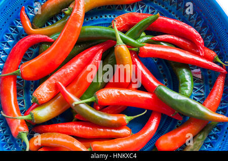 Chili Peppers, chili, chili, des plantes du genre Capsicum, membres de la famille des solanacées, Solanaceae. Banque D'Images