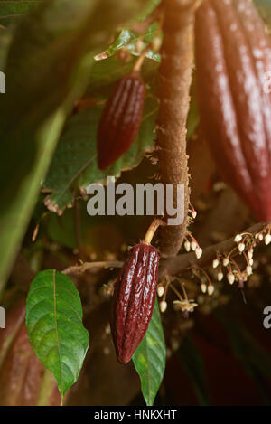 Petits fruits de cacao rouge sur pod farm cacaoyer Banque D'Images