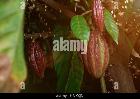 Les gousses de cacao rouge sur l'arbre entre les feuilles vertes et fleurs Banque D'Images