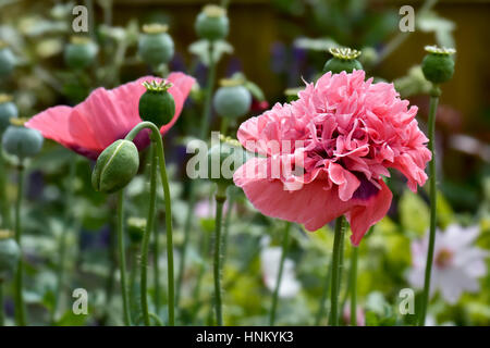 Fleurs de pavot orientales géantes à triple tête en rose (papaver oreientale) avec bourgeons et têtes de graines Banque D'Images