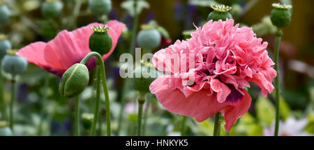 Fleurs de pavot géant double tête en rose Banque D'Images