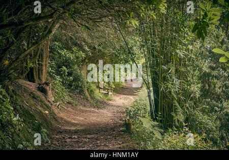 Sentier boisé avec banc rustique à travers des arbres en été Banque D'Images