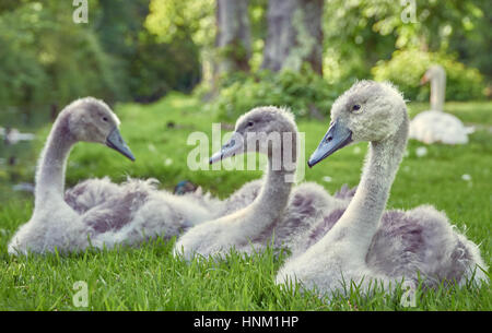 Jeune cygne muet cygnets assis dans l'herbe sur terre Banque D'Images