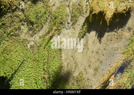 Du lit de la craie à l'eau claire et les mauvaises herbes à la recherche d'en haut Banque D'Images