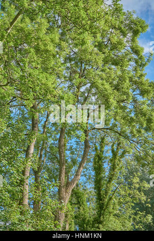 La santé de l'arbre frêne feuilles en été Banque D'Images