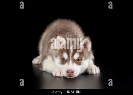 Adorable petit chiot de husky syberian sur fond noir Banque D'Images