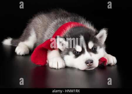 Adorable petit chiot de husky syberian sur fond noir Banque D'Images
