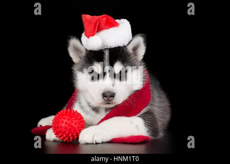 Mignon chiot Husky Sibérien dans le chapeau de Père Noël. Joyeux Noël. Banque D'Images