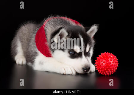 Chiot mignon husky de Sibérie dans une écharpe rouge avec une boule rouge sur fond noir en studio. Banque D'Images