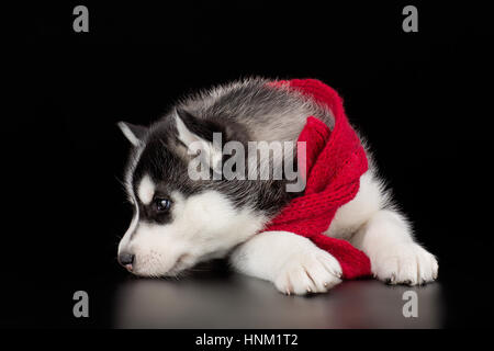 Adorable petit chiot de husky syberian sur fond noir Banque D'Images