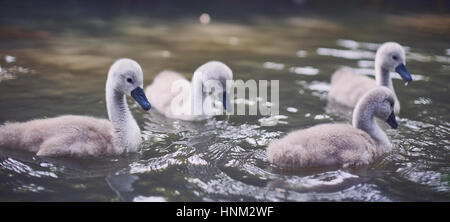 Quatre swan cygnets nageant ensemble close-up Banque D'Images