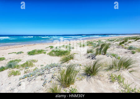 Plage de sable au lac Conjola, Shoalhaven, Côte Sud, New South Wales, NSW, Australie Banque D'Images