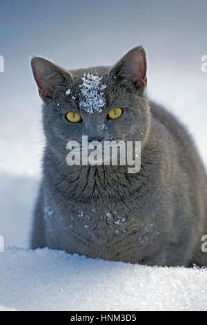 Chat domestique gray sitting in snow, Close up portrait Banque D'Images