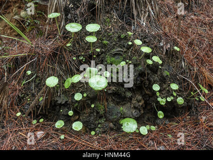 Ombilic rupestris, navelwort, penny-pies, mur ombelle, poussant sur un rocher, Andalousie, espagne. Banque D'Images