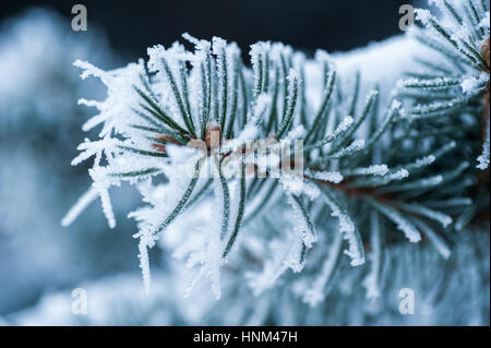 Les branches d'arbres couverts de neige dans winter park Banque D'Images