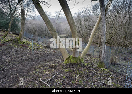 Bois taillis de deer protégées par des clôtures temporaires. Bois franc-tenancier, Aysgarth, Wensleydale Banque D'Images