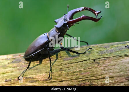 Stag beetle (Lucanus cervus) avec la parade nuptiale, Hirschkaefer (Lucanus cervus) bei der Balz Banque D'Images