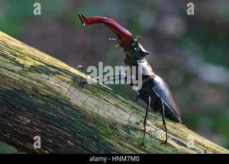 Stag beetle (Lucanus cervus) avec la parade nuptiale, Hirschkaefer (Lucanus cervus) bei der Balz Banque D'Images