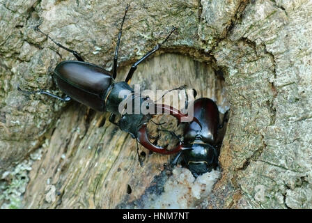 Stag beetle (Lucanus cervus) avec la parade nuptiale, Hirschkaefer (Lucanus cervus) bei der Balz Banque D'Images