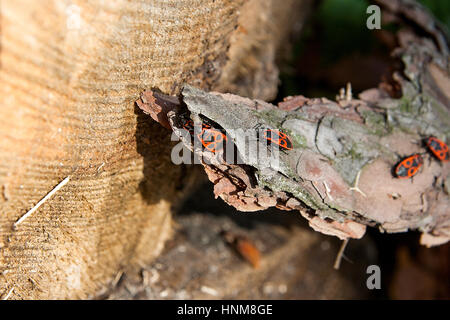 Colonie de firebugs, également connu sous le nom de pyrrhocoris apterus sur un tronc d'arbre, de mousse et de champignon poussant sur le vieil arbre. Banque D'Images