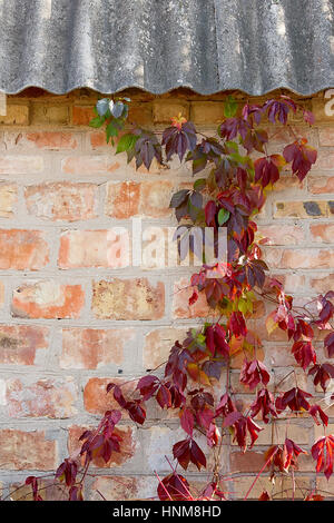 Mur de briques avec vintage floral frame naturel. La vigne sauvage sur le mur d'un bâtiment ancien. La texture, le motif, l'arrière-plan, de l'automne. Automne doré. Wild gra Banque D'Images