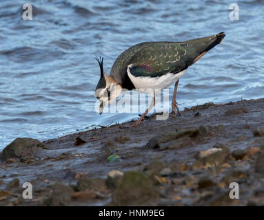 Cueillette de Lapwing sur des plates de muds à l'estuaire de Hayle Banque D'Images