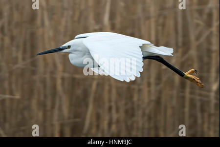 L'Aigrette garzette Banque D'Images