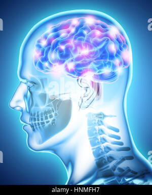 Les droits de l'organique interne - cerveau humain, 3D illustration concept médical. Banque D'Images