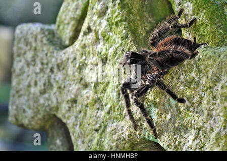 Saumon rose du Brésil - Manger des oiseaux (Lasiodora Parahybana araignée) reposant sur une pierre tombale Banque D'Images