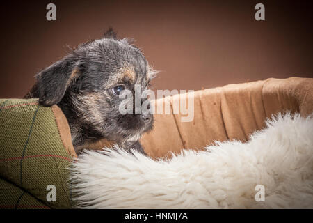 Portraits en studio de Border terriers Banque D'Images