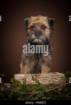 Portraits en studio de Border terriers Banque D'Images