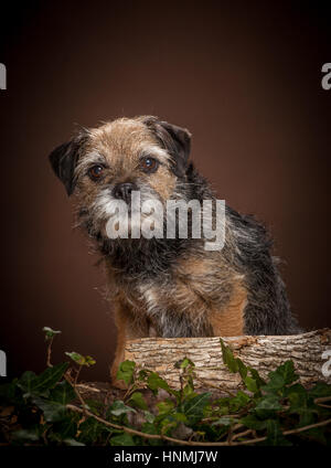 Portraits en studio de Border terriers Banque D'Images