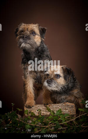 Portraits en studio de Border terriers Banque D'Images