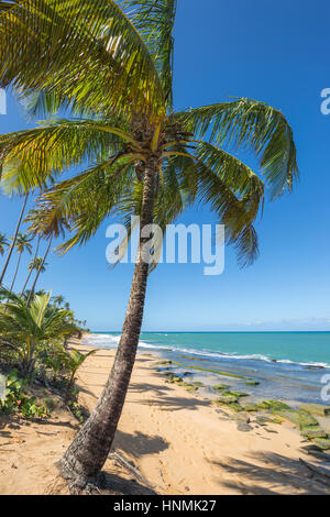 Palmier PLAGE PLAYA PIÑONES STATE FOREST LOIZA PORTO RICO Banque D'Images