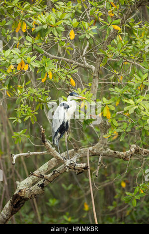 Ardea cocoi héron Cocoi, adulte, perché dans la végétation des mangroves Les mangroves Churute, réserve écologique, Guayaquil, Equateur en avril. Banque D'Images