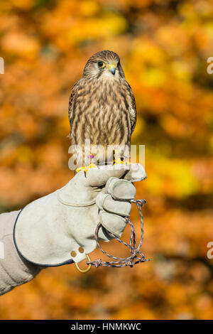 Faucon crécerelle Falco tinnunculus (captive), juvénile, gant sur Hawk Conservancy Trust, Hampshire, Royaume-Uni en novembre 2016. Banque D'Images