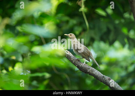 Thrush Turdus maculirostris équatorienne, juvénile, perché dans la forêt, réserve de Cerro Blanco, Guayaquil, Equateur en avril. Banque D'Images