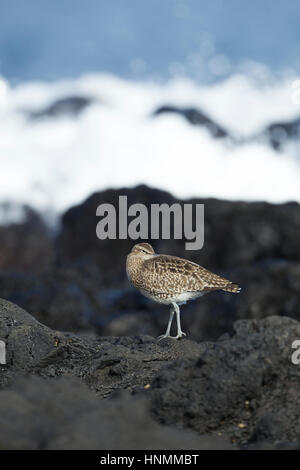 Courlis corlieu Numenius phaeopus, adulte, sur les roches volcaniques avec vagues, Ponta Delgada, Açores en avril. Banque D'Images