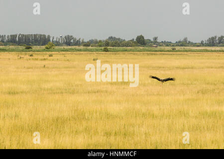 Cigogne blanche Ciconia ciconia, adulte, à l'atterrissage dans les Prairies, près du lac du CSAJ, Pusztaszer, Hongrie, en juin. Banque D'Images