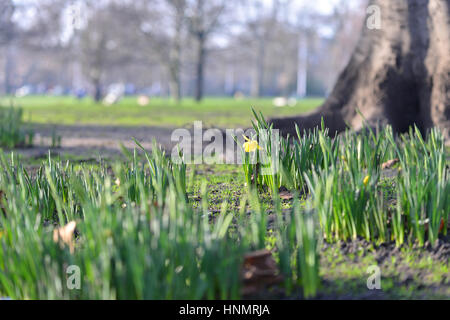 St James's Park, London, UK. 14Th Feb 2017. Météo britannique. Une seule fleur jonquille. Bel après-midi à St James's Park. Crédit : Matthieu Chattle/Alamy Live News Banque D'Images