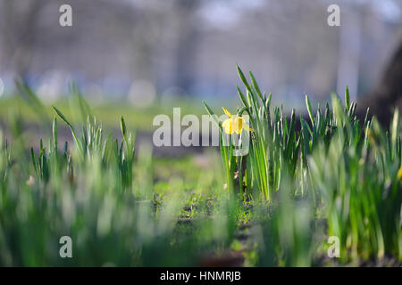 St James's Park, London, UK. 14Th Feb 2017. Météo britannique. Une seule fleur jonquille. Bel après-midi à St James's Park. Crédit : Matthieu Chattle/Alamy Live News Banque D'Images