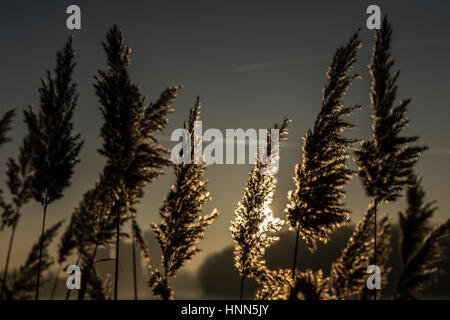 Berlin, Allemagne. Feb 15, 2017. Roseau est illuminée alors que le soleil se lève sur la baie Rummelsburger à Berlin, Allemagne, 15 février 2017. Photo : Paul Zinken/dpa/Alamy Live News Banque D'Images