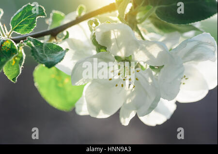 Pommiers en fleurs dans un jardin de printemps Banque D'Images