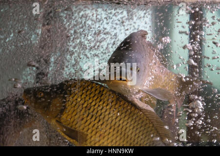 Les poissons vivants à vendre à Budapest's food market Banque D'Images