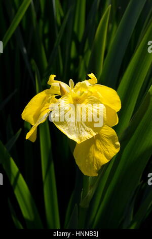 Iris pseudacorus Iris drapeau jaune Banque D'Images